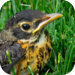 LinkDew - Gallery for Twitter Photos